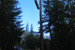 Beeler's Tree Service Grants Pass Oregon