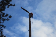 Large Tree Removal Southern Oregon