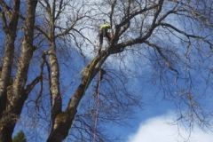 Pruning Services Beeler's Tree Service Oregon