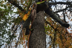 climbing arborist